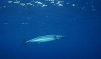 Description: wahoo-acanthocybium-05764.jpg