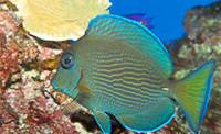 Description: blue-tang-surgeonfish-08677.jpg