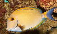 Description: eyestripe-surgeonfish-08717.jpg