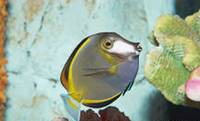 Description: japan-surgeonfish-acanthurus-japonicus-07930.jpg