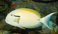 Description: blackstripe-surgeonfish-12963.jpg