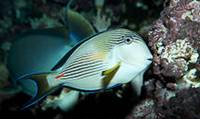 Description: arabian-surgeonfish-11762.jpg