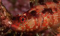 Description: alloclinus-holderi-island-kelpfish-01025.jpg