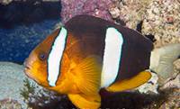 Description: barrier-reef-anemonefish-08823.jpg