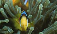 Description: amphiprion-bicinctus-anemonefish-05246.jpg