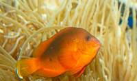 Description: red-saddleback-anemonefish-07792.jpg