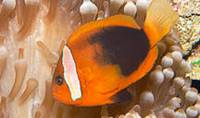 Description: fire-clownfish-08826.jpg