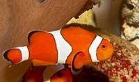 Description: amphiprion-ocellaris-clown-anemonefish-09233.jpg