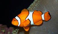 Description: percula-clownfish-13673.jpg