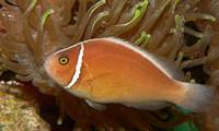 Description: amphiprion-perideraion-pink-anemonefish-08819.jpg