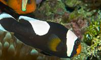 Description: saddleback-clownfish-amphiprion-polymnus-08830.jpg