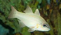 Description: spotted-gill-cardinalfish-12952.jpg