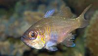 Description: threadfin-cardinalfish-08880.jpg