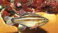 Description: sevenstriped-cardinalfish-08682.jpg