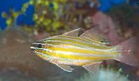 Description: southern-orange-lined-cardinalfish-08684.jpg