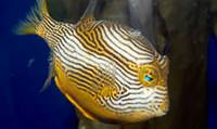 Description: ornate-cowfish-aracana-ornata-09247.jpg