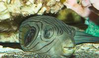 Description: narrow-striped-puffer-09458.jpg