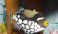 Description: clown-triggerfish-07840.jpg