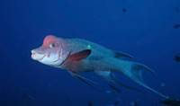 Description: mexican-hogfish-05768.jpg